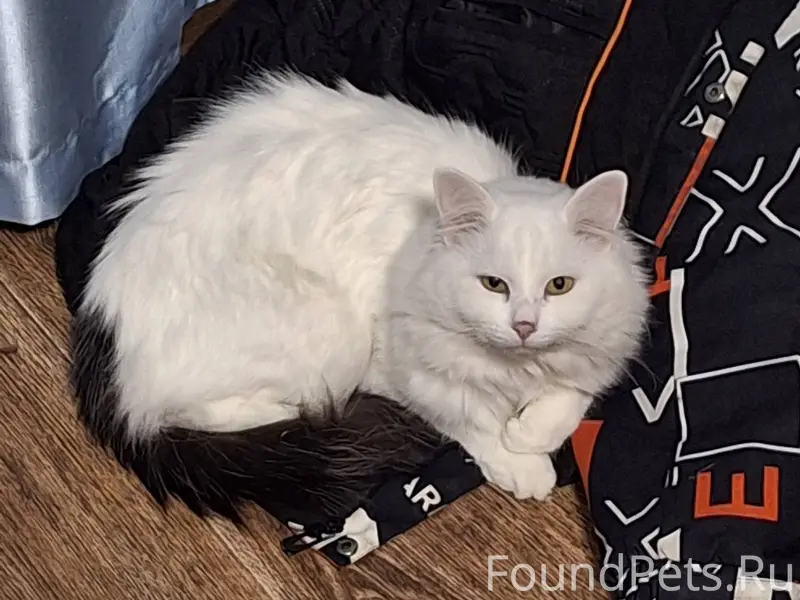 Пропал кот, зовут Лёлик Потеря...