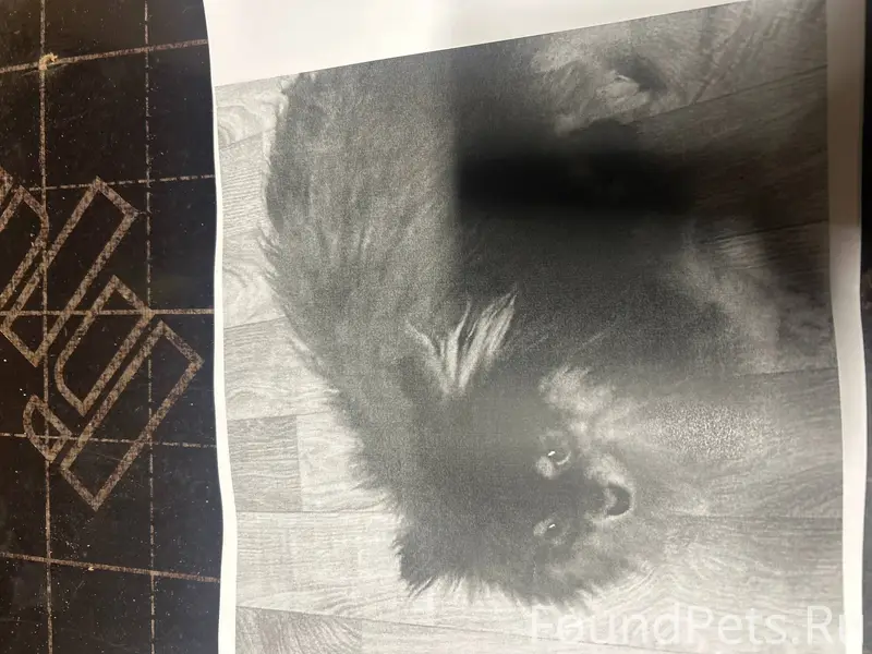 Пропала собака в районе автово...