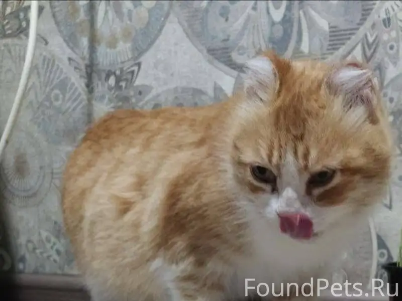 ПРОПАЛА КОШКА!!!!!!! Пожалуйст...