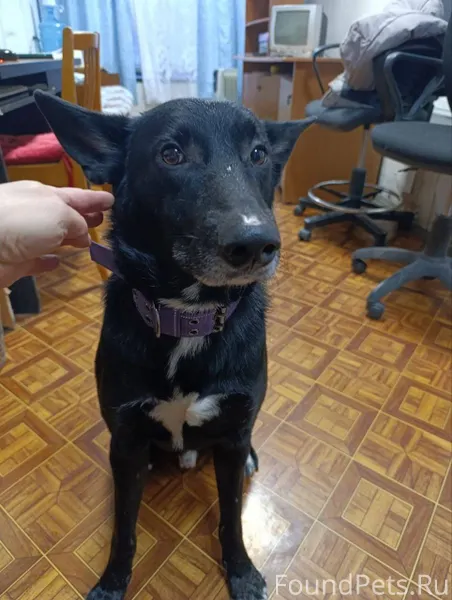 Найдена собака, временно зафик...