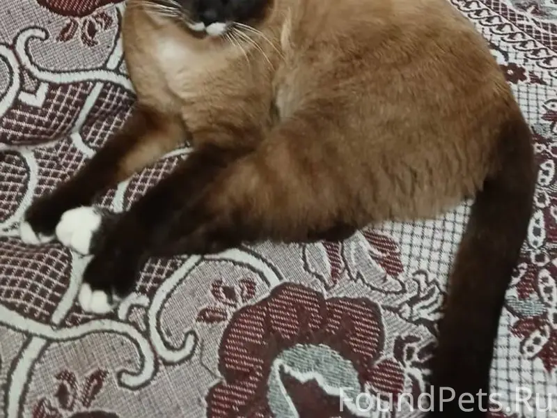 Кошка найдена в подъезде в Выч...