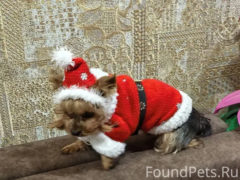 Пропала собачка, зовут Чип. На...