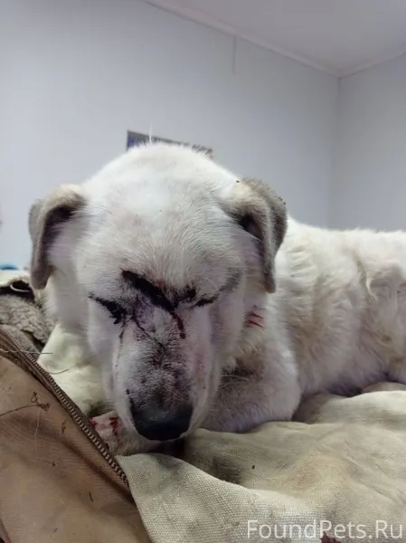 МАКСИМАЛЬНЫЙ РЕПОСТ🙏🙏🙏 СРОЧНО ...