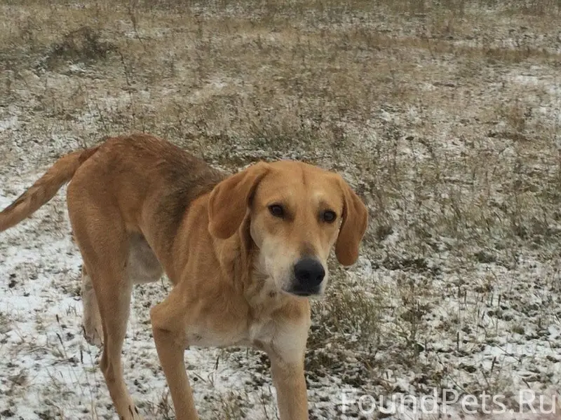 Потерялась собака 13 декабря в...