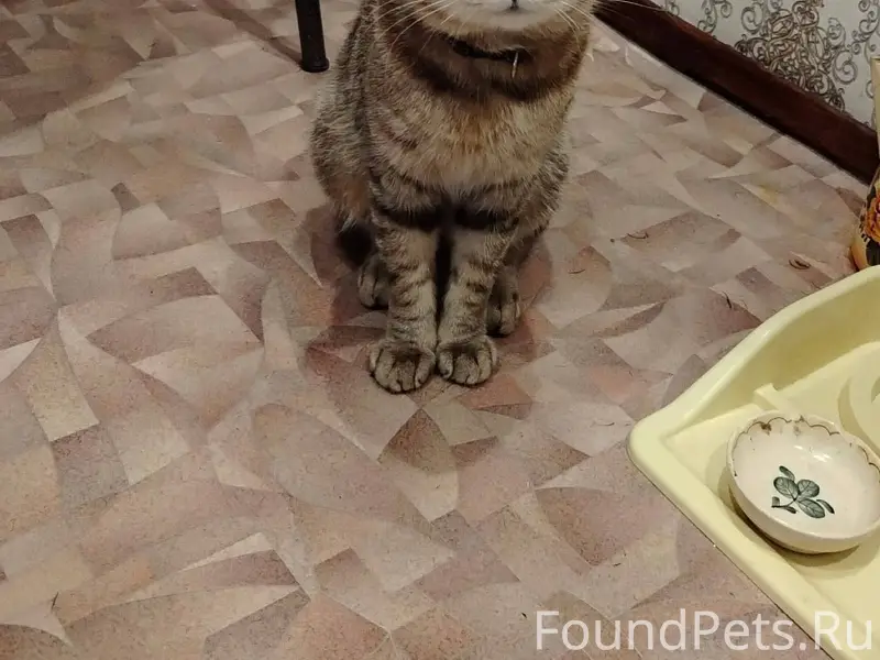 Нашелся кот в 26/23 НГ...