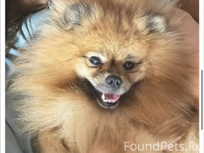 ❗️СРОЧНО! ПРОПАЛА СОБАКА❗️ Дру...