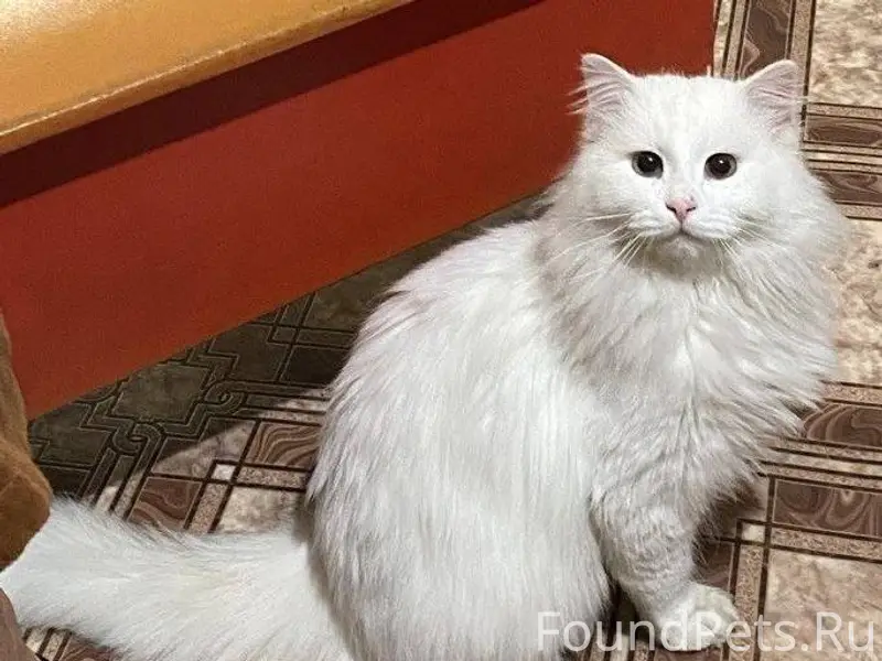 Пропал белый, пушистый кот! Пр...