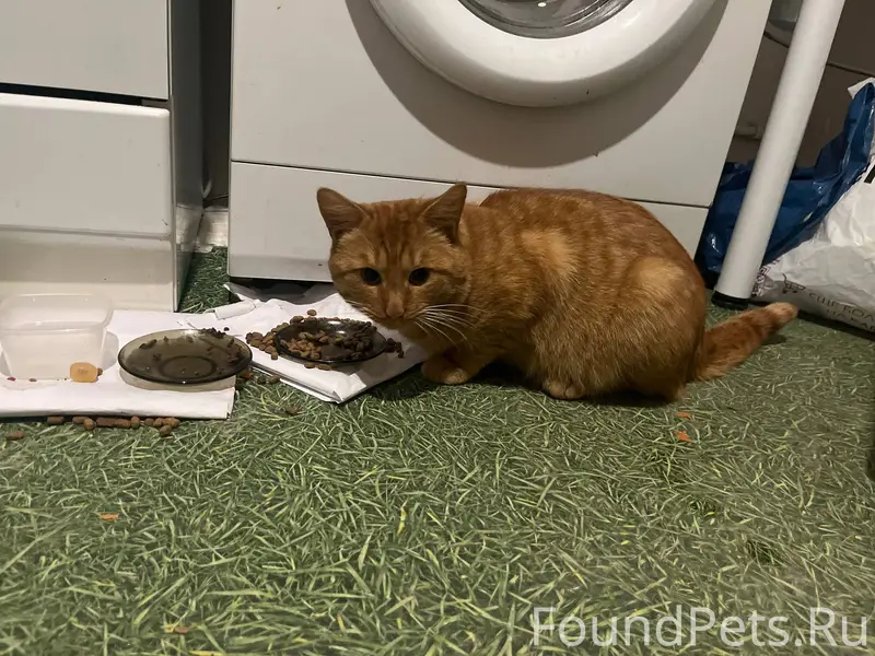 Найден рыжий даже медный кот в...