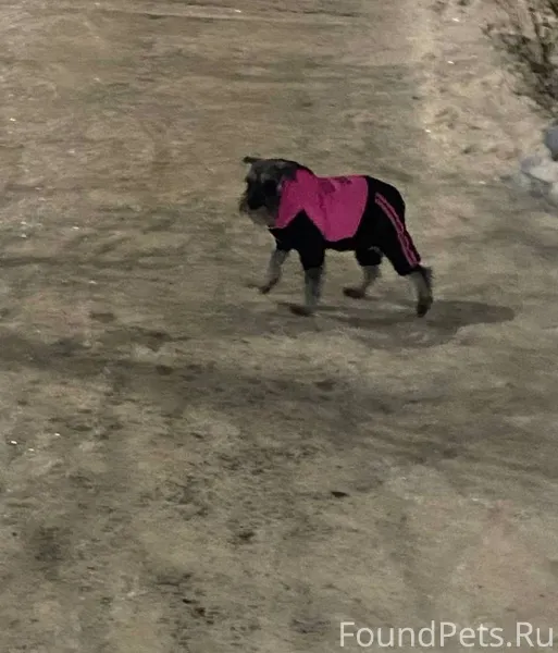 Чья потеряшка бегает вокруг до...