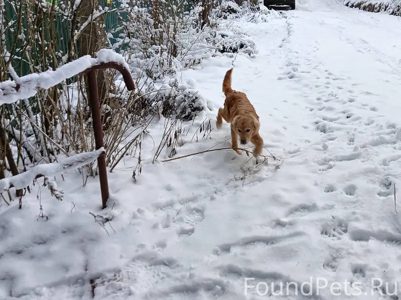 Найден щенок. Порода предполож...