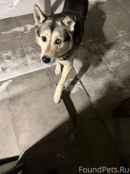 Чья потеряшка? Без ошейника, в...