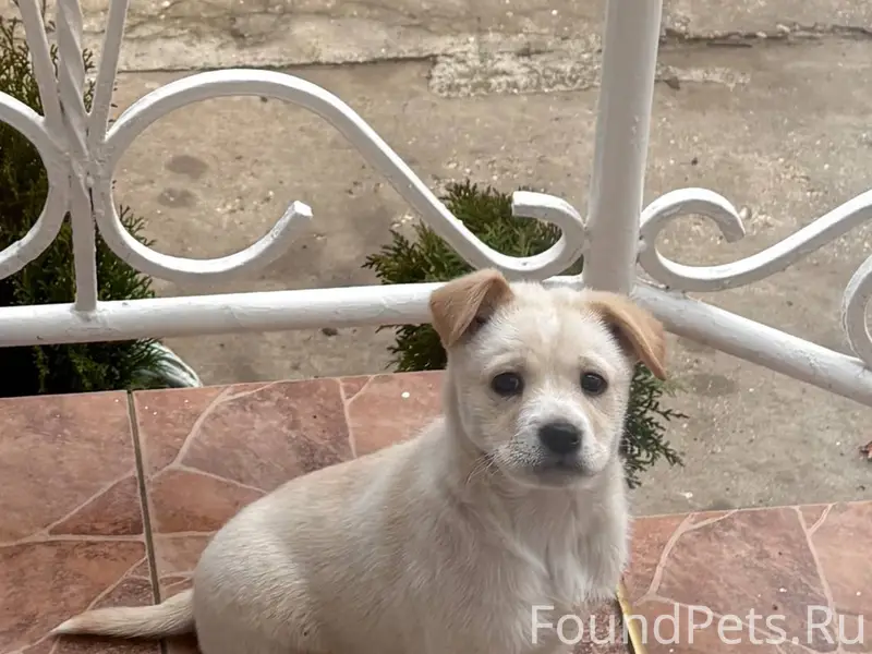 Здравствуйте! Потерялся щенок,...