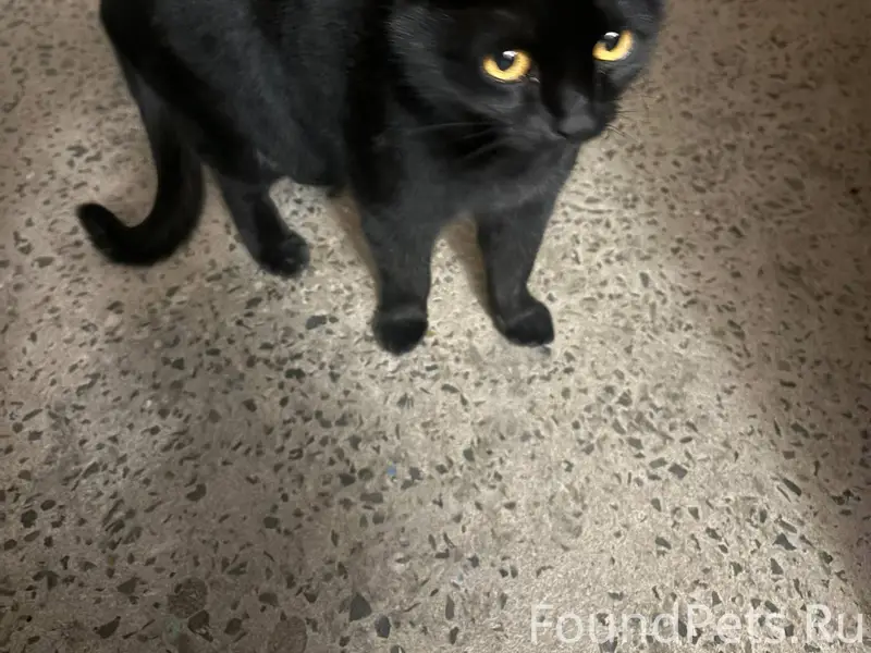 Найдена кошка, кто узнаёт пиши...