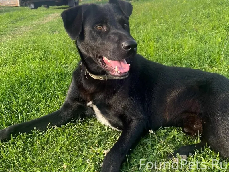 Потерялась собака!! Откликаетс...