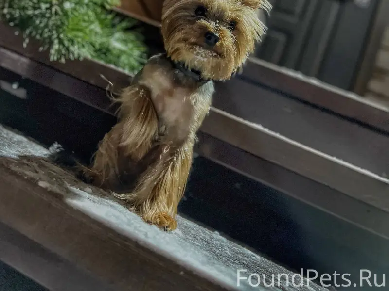 ‼️ Потерялась собака ‼️ в райо...