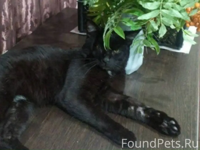 Пропал большой черный кот ! От...