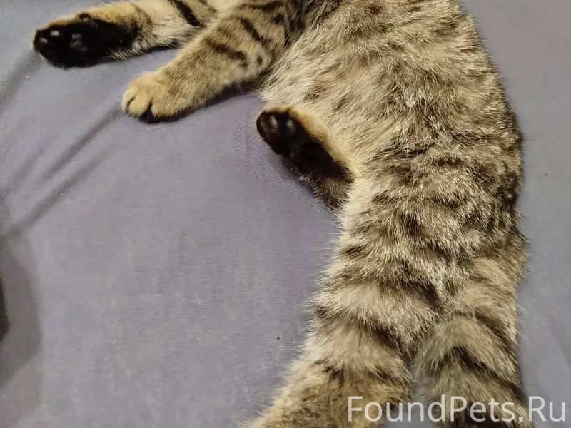 Ищу своего хозяина! Найден кот...