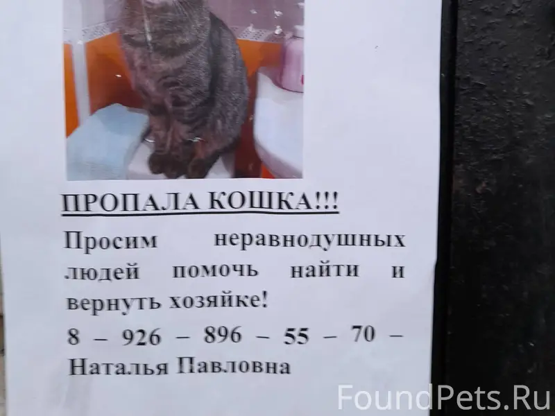 Пропала кошка. Откликается на ...