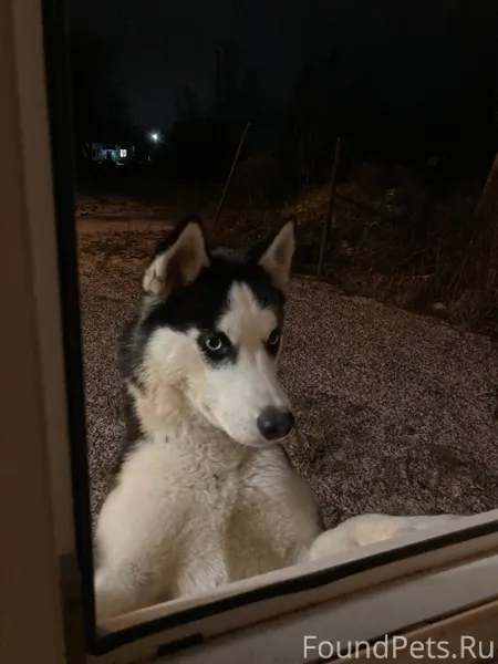 Может у кого-то пропала собака...