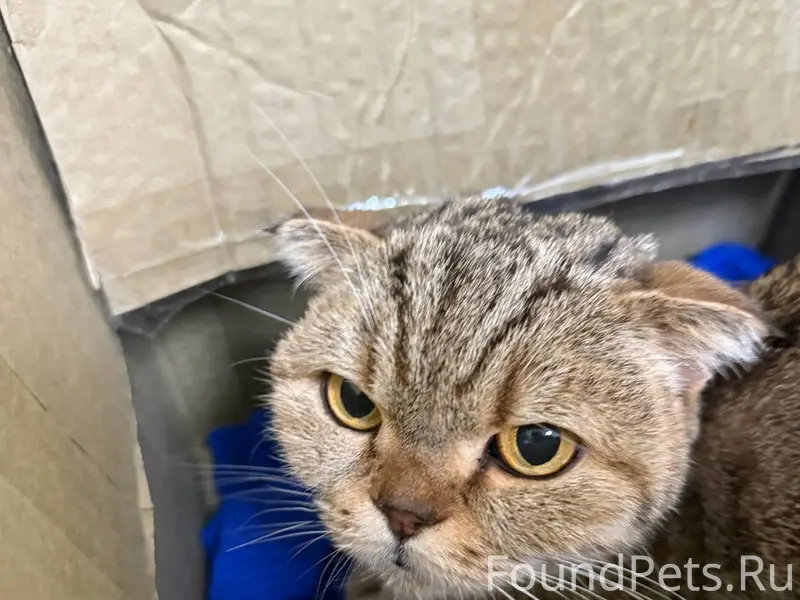 Кошечка, может хозяева ищут🙏🏼 ...