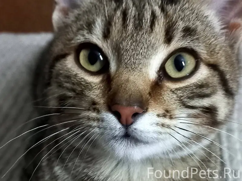 Пропал кот, ушел гулять и не.....