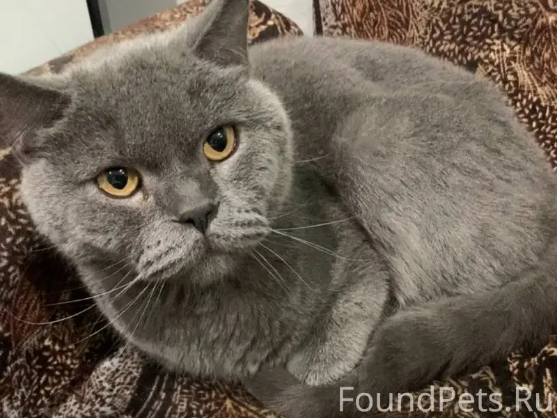 Найден кот в Малой Еланке !!! ...