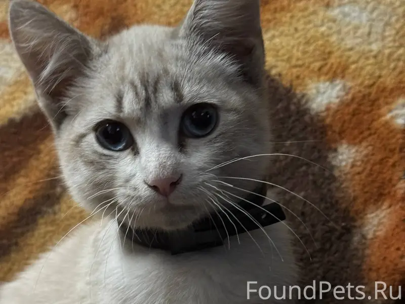 Найден котенок в районе улиц М...