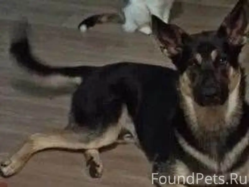 Помогите найти собаку!!! Вчера...