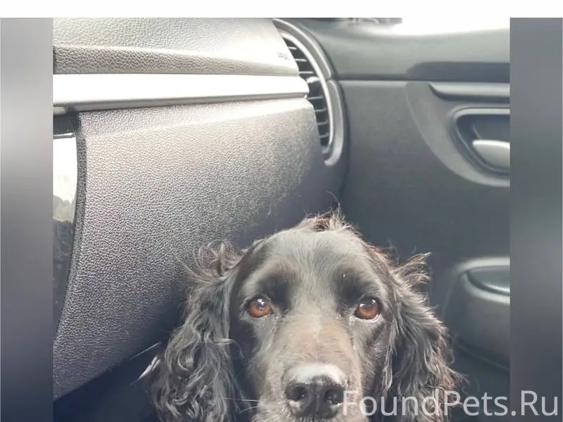 Потерялась собака в 3 мкр. Отз...