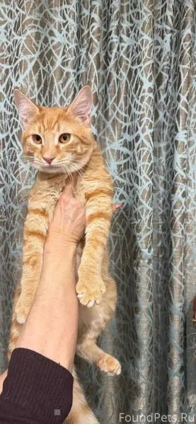 Пропал кот, Комсомольский райо...