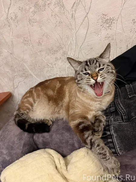 ❗️Помогите найти нашего Барсик...