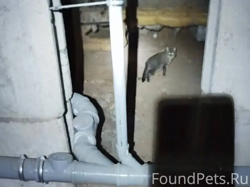 Найден кот серый, полосатый, у...
