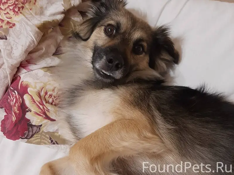 ПОМОГИТЕ НАЙТИ СОБАКУ! Здравст...