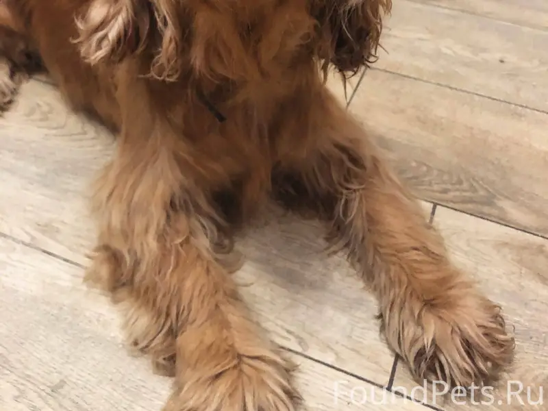 Потерялась собака , район Вино...