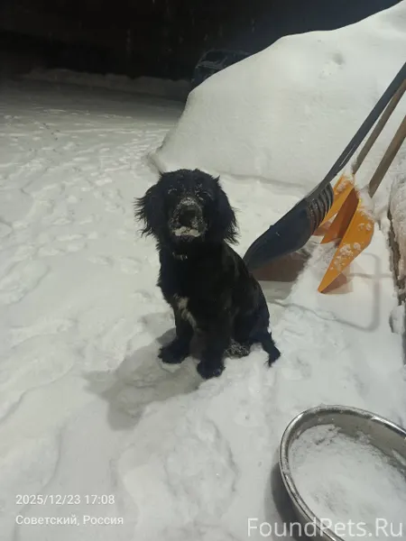 СРОЧНО! Пропала собака, вчера ...