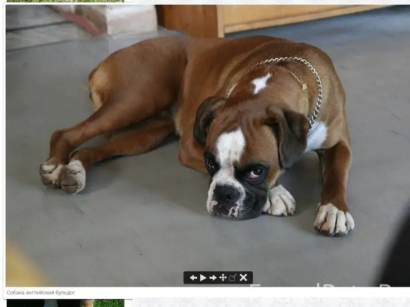 Кто потерял собаку??? Примерно...