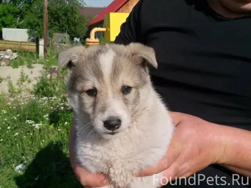 Потерялась собака(кобель). Рай...