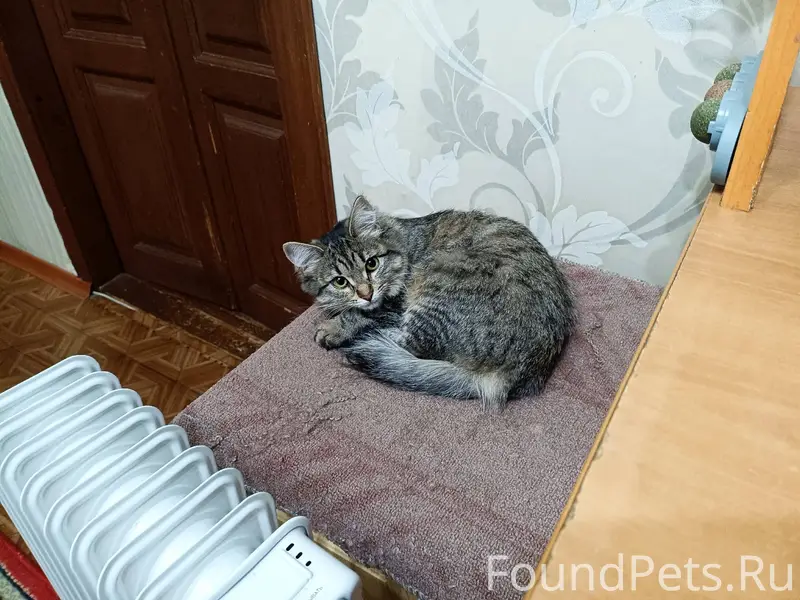 Здравствуйте , неделю назад пр...