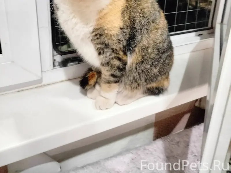 ❗❗🆘😿🆘❗❗ ❓ВНИМАНИЕ❓ Такая кошка...