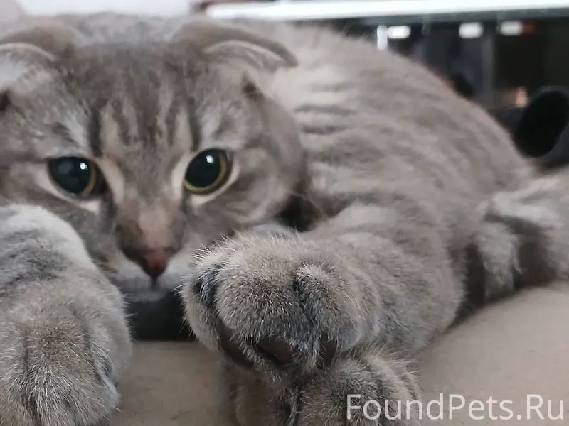 Пропал кот в посёлке салмычи в...