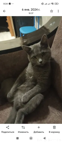 Пропала кошка любимая"Ника" 3 ...