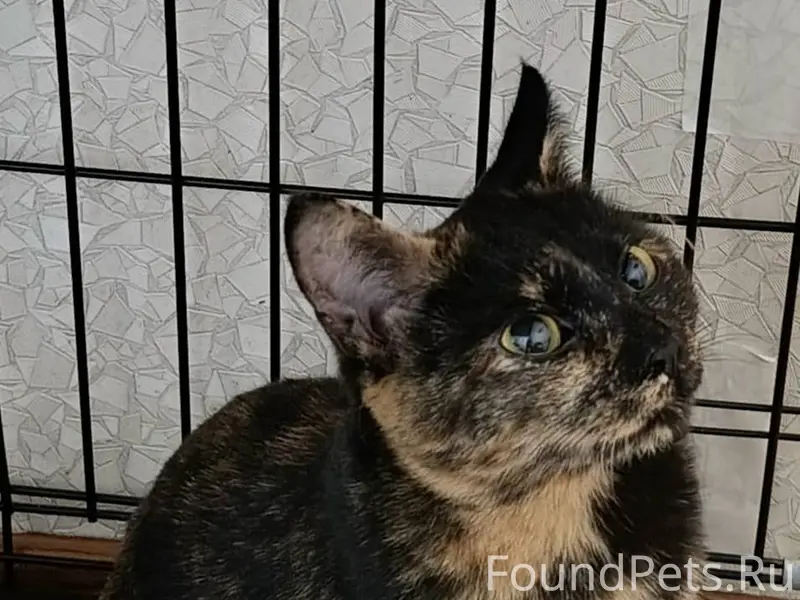 Найдена красивая ласковая коше...