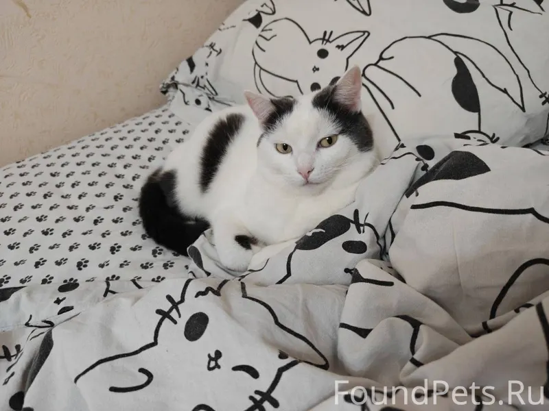 Потерялась кошка. Нужна помощь...