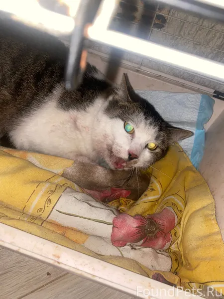 Чей кот на Пролетарской ? Вчер...