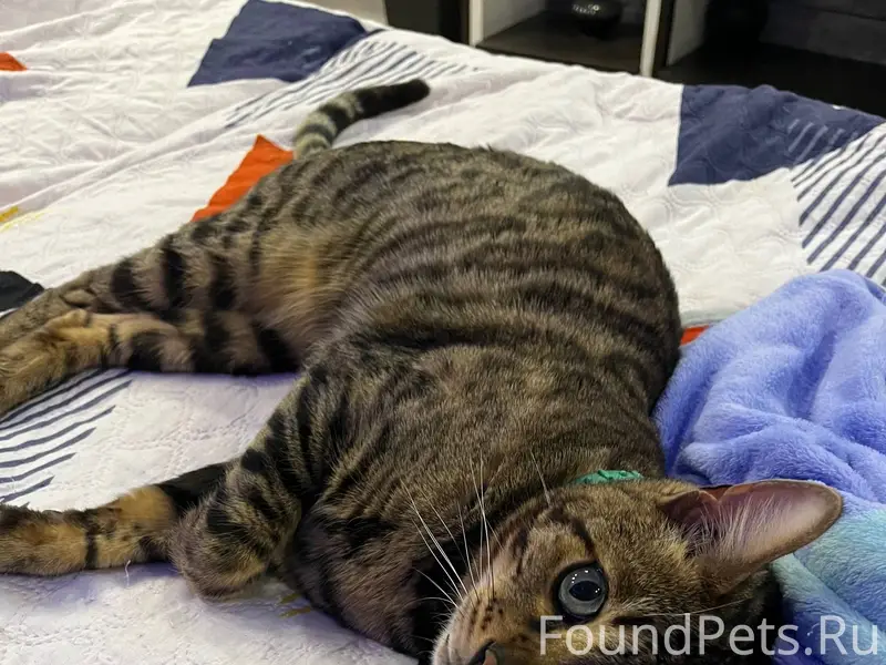 Пропал бенгальский кот!!!Прошу...