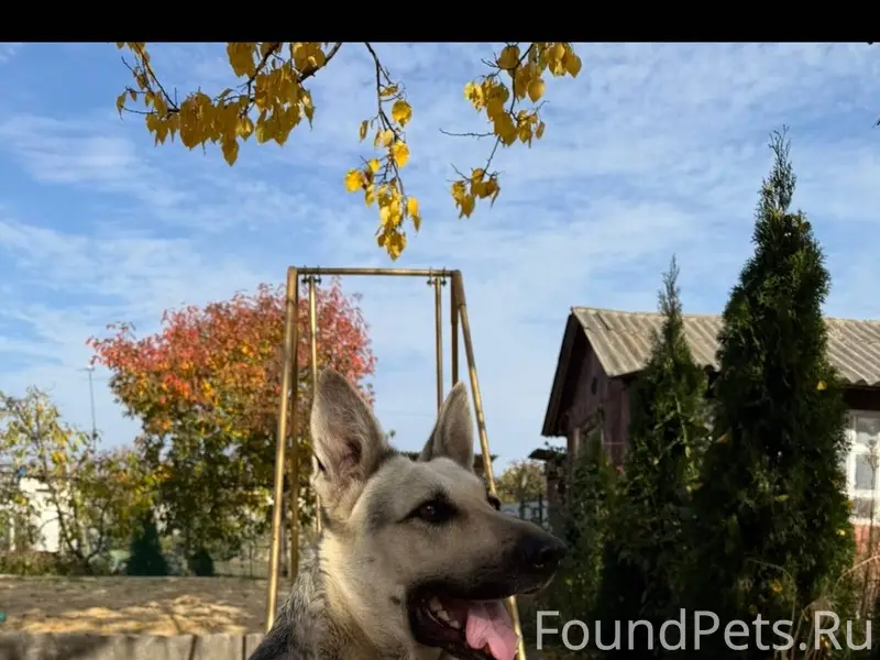 Пропала собака в районе мел бу...