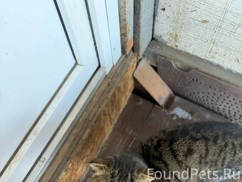 Найден красивый и очень ласков...