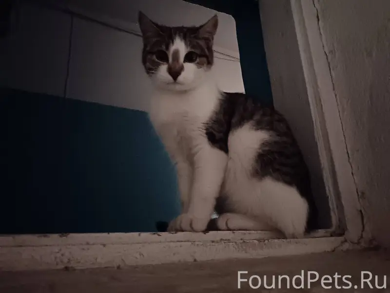 Найден котенок на кочке❗❗❗ Вид...