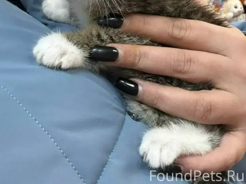 Дедовск. Срочно! Найден котёно...