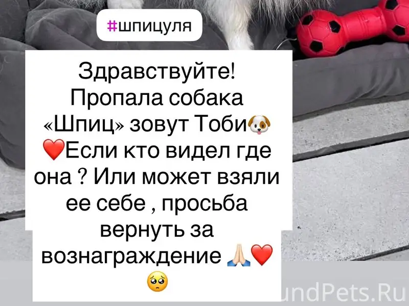 Здравствуйте! Пропала собака в...